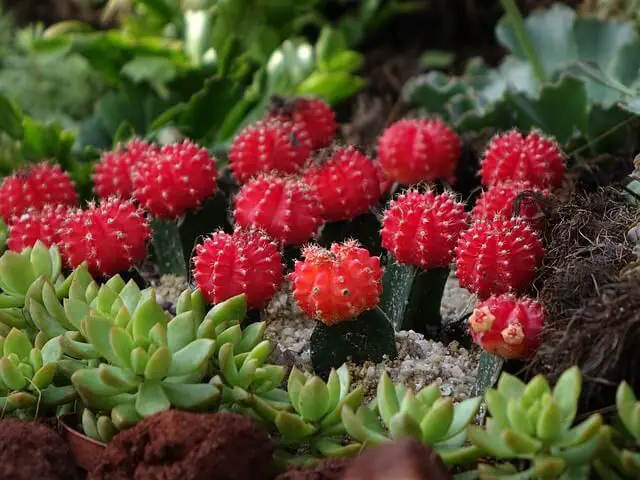 Moon Cactus (Gymnocalycium mihanovichii)