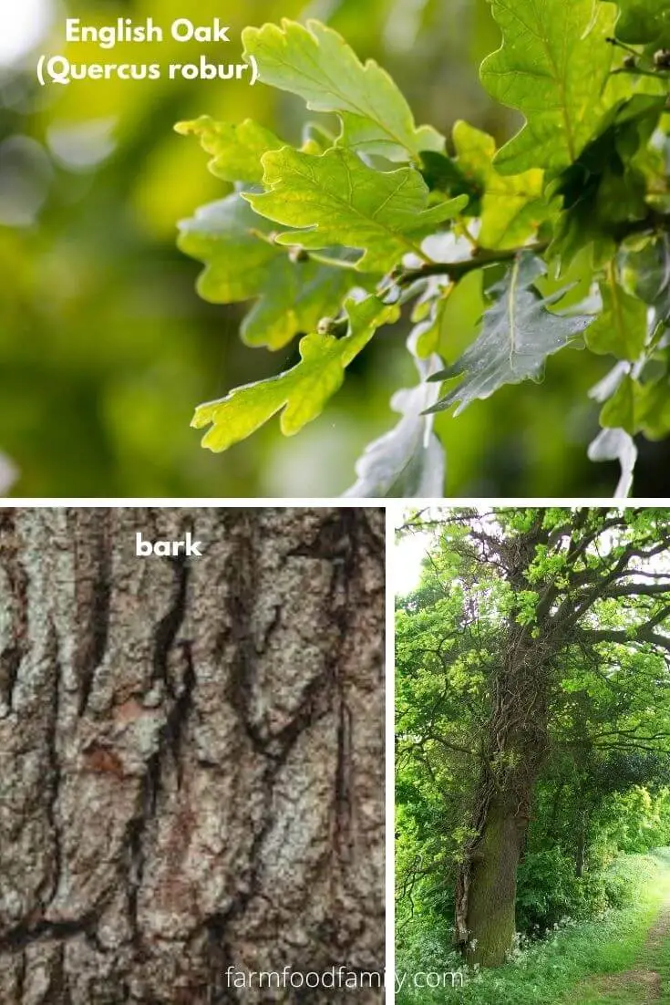 English Oak (Quercus robur)