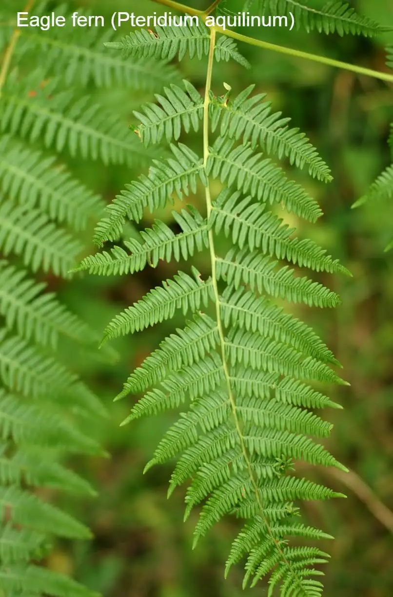 Eagle fern (Pteridium aquilinum):