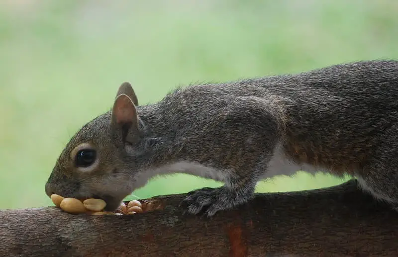 Tree limb squirrel feeder