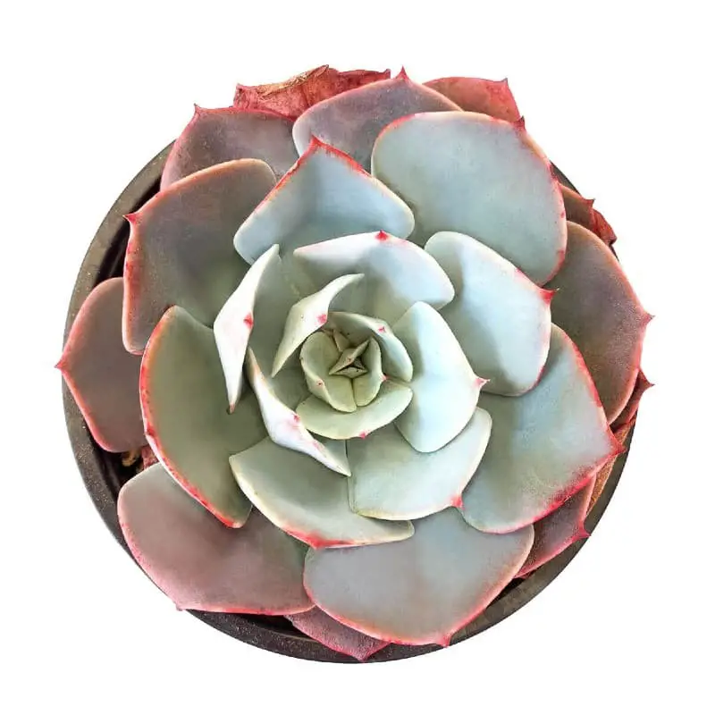 Echeveria ‘White Rose’.