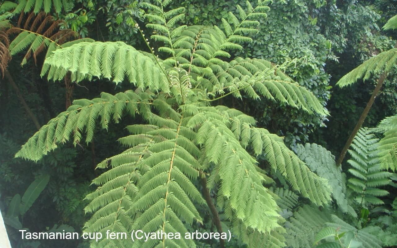 Tasmanian cup fern (Cyathea arborea):