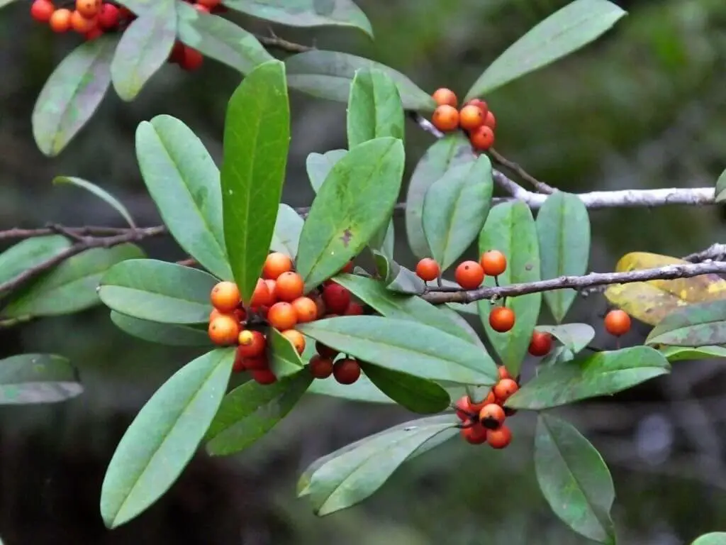 Dahoon Holly (Ilex cassine)