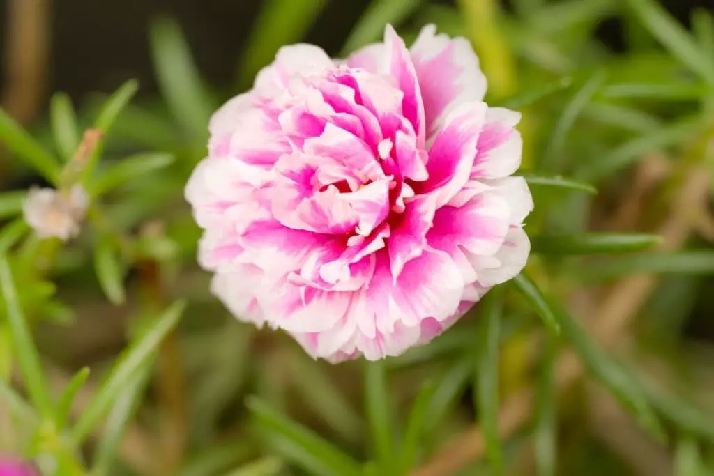 Moss rose (Portulaca grandiflora)