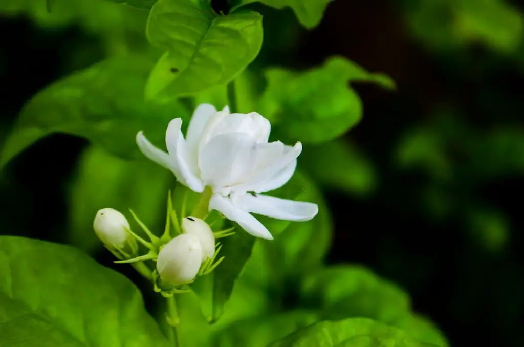 Arabian Jasmine (Jasminum Sambac)