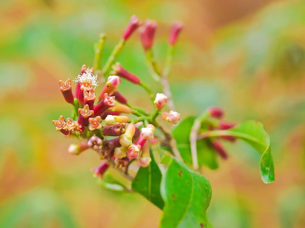 Cloves