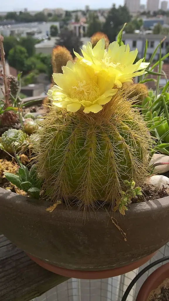 Parodia (Parodia Warasii)