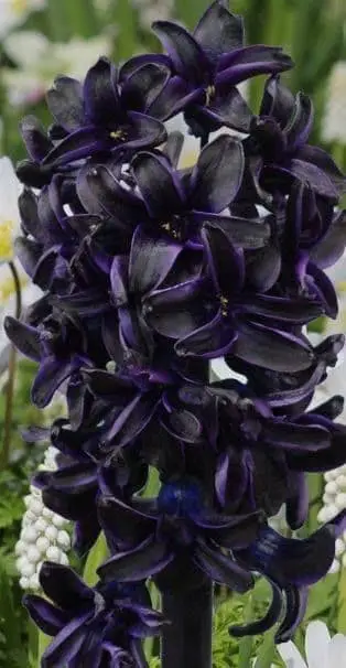 Hyacinth ‘Dark Dimension’.