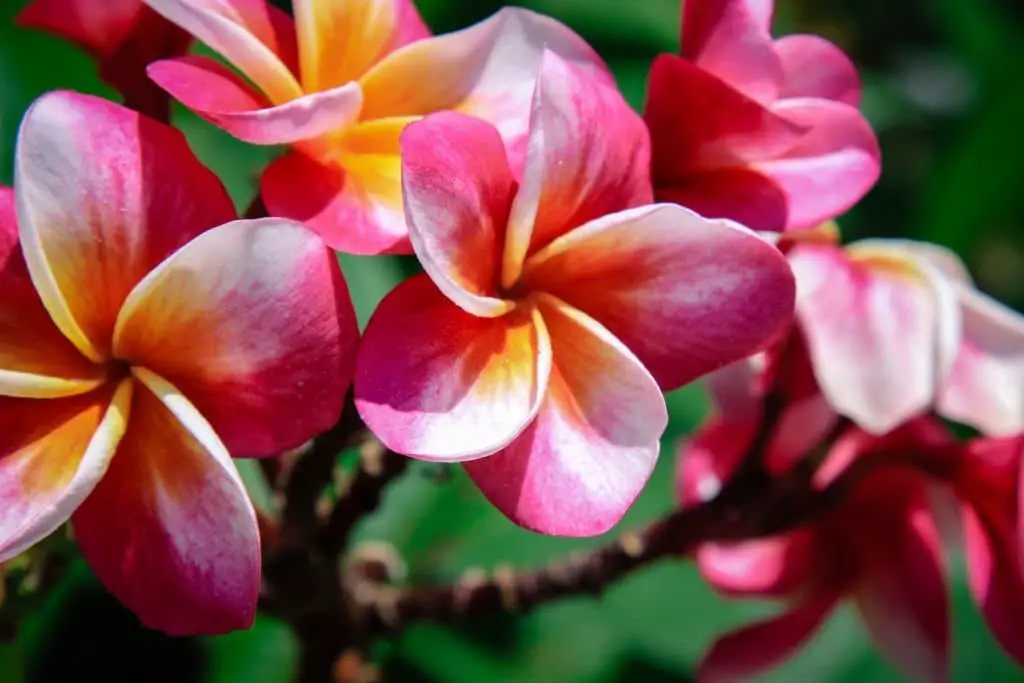 Mexican Frangipani.