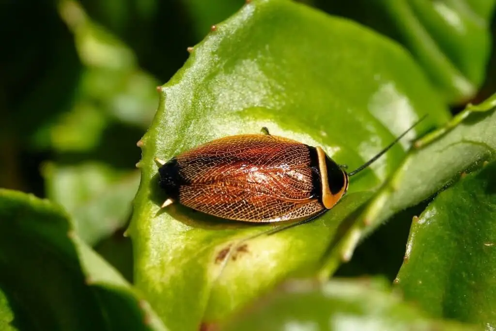 Australian cockroaches