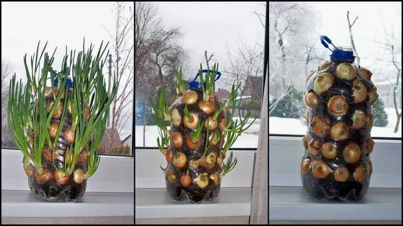 DIY Vertical Onion Planter