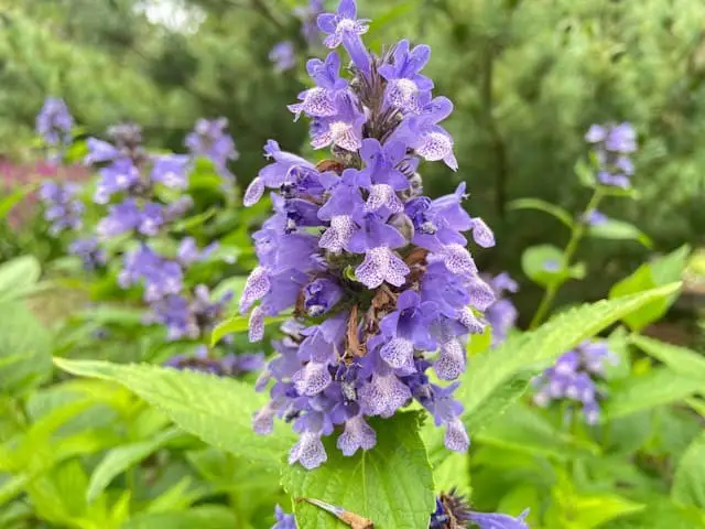 Catmint