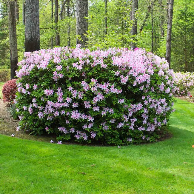 Autumn Belle™ Encore® Azalea (Rhododendron ‘Robleo’ PP19899)