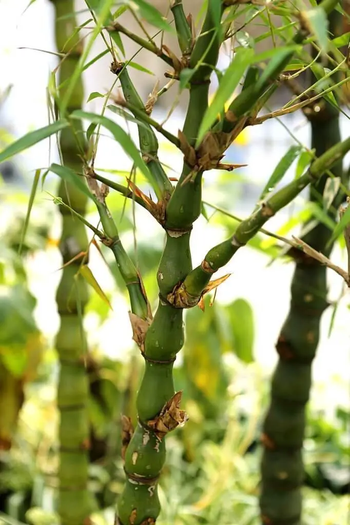 Buddha Belly Bamboo (Bambusa ventricosa)