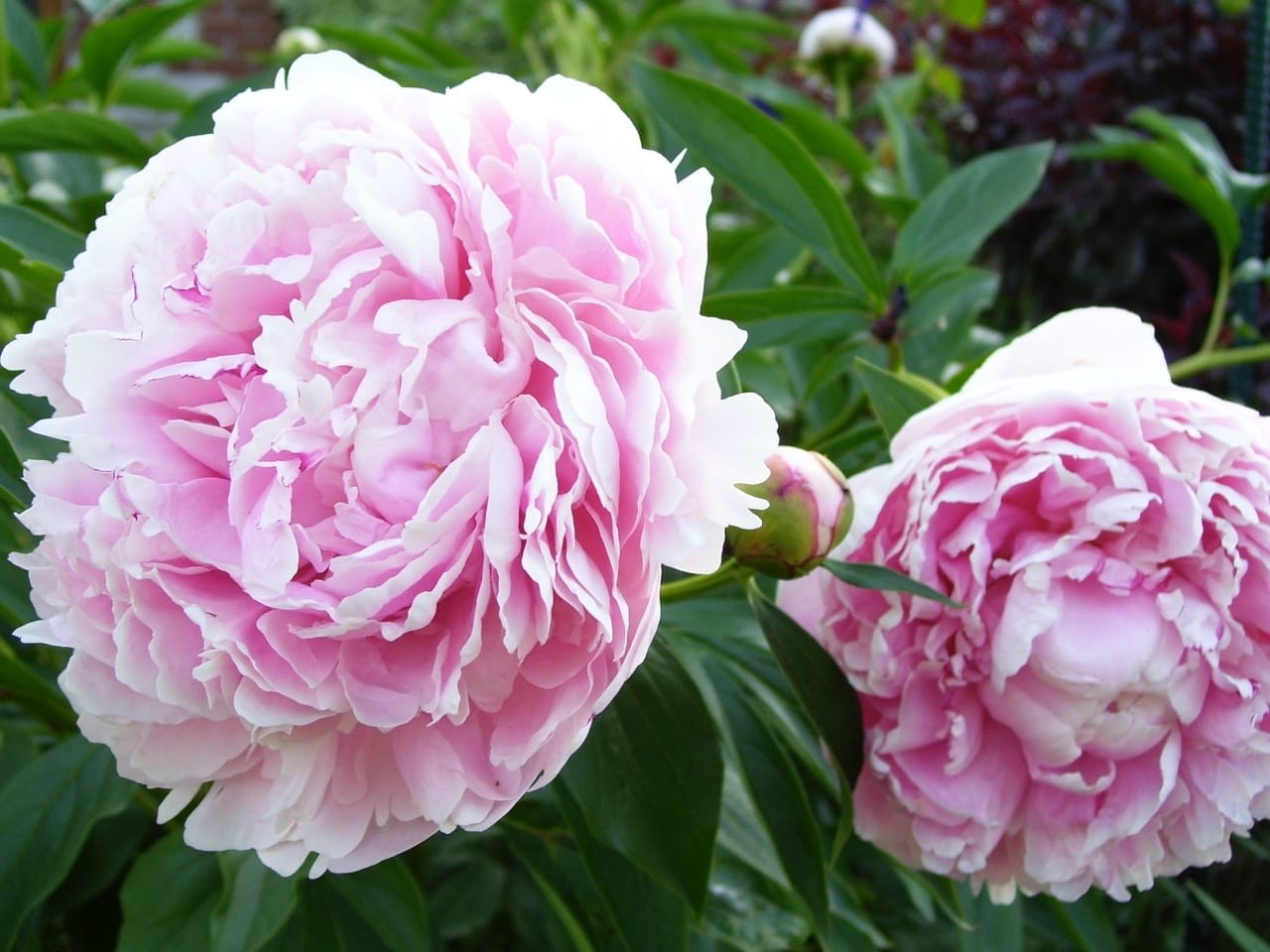 Peony (Paeonia lactiflora)