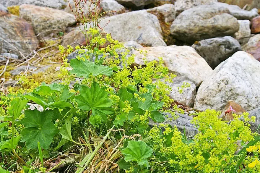 History of Medicinal Wild Plants