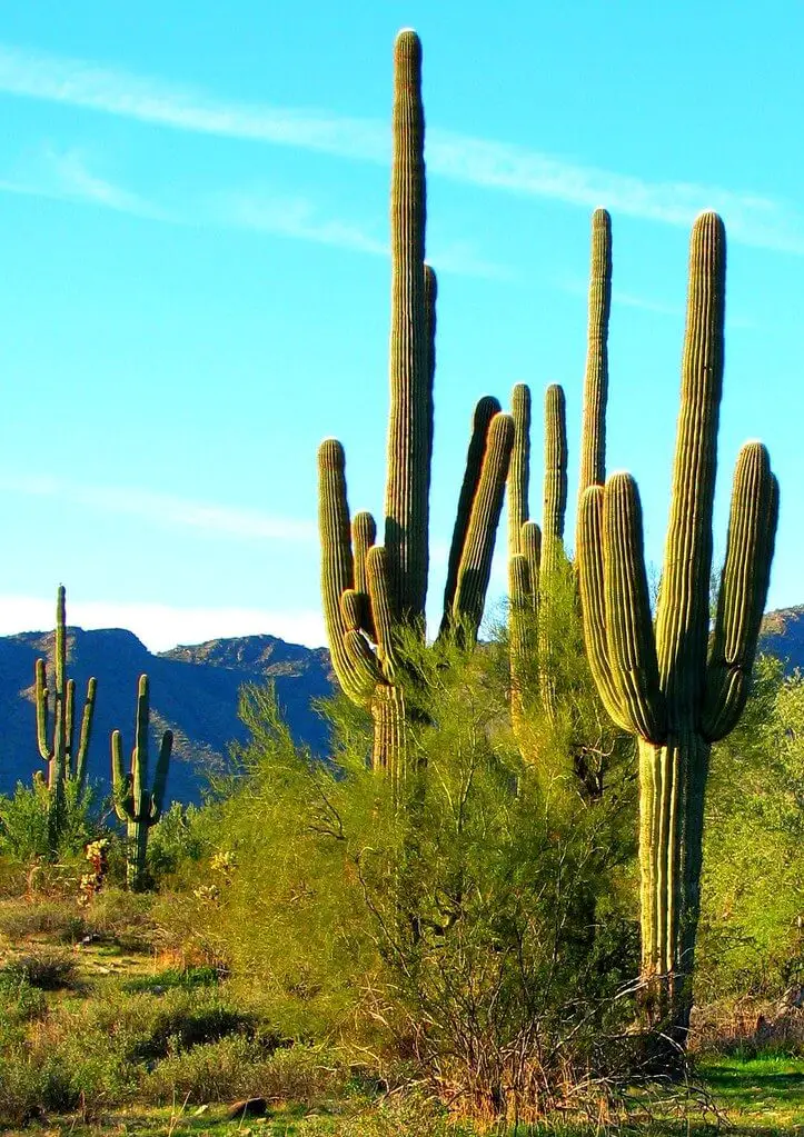 Saguaro Cactus (Carnegiea gigantea)