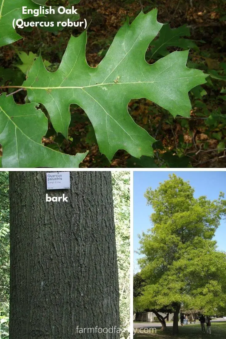 Pin Oak (Quercus palustris)