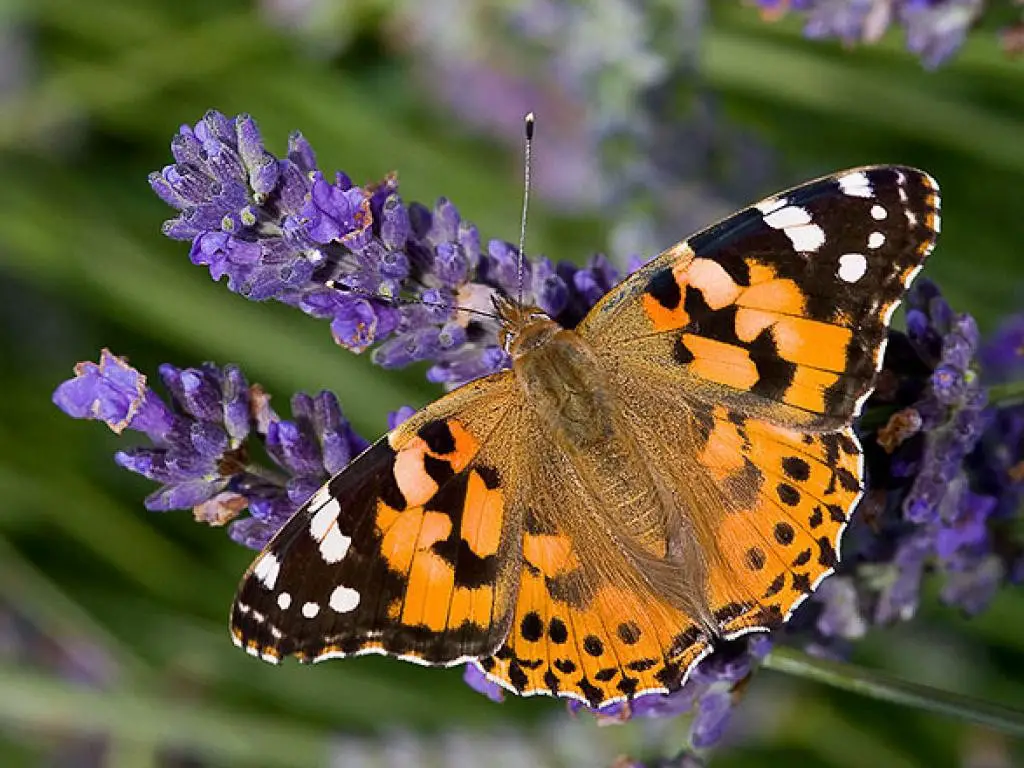 PAINTED LADY