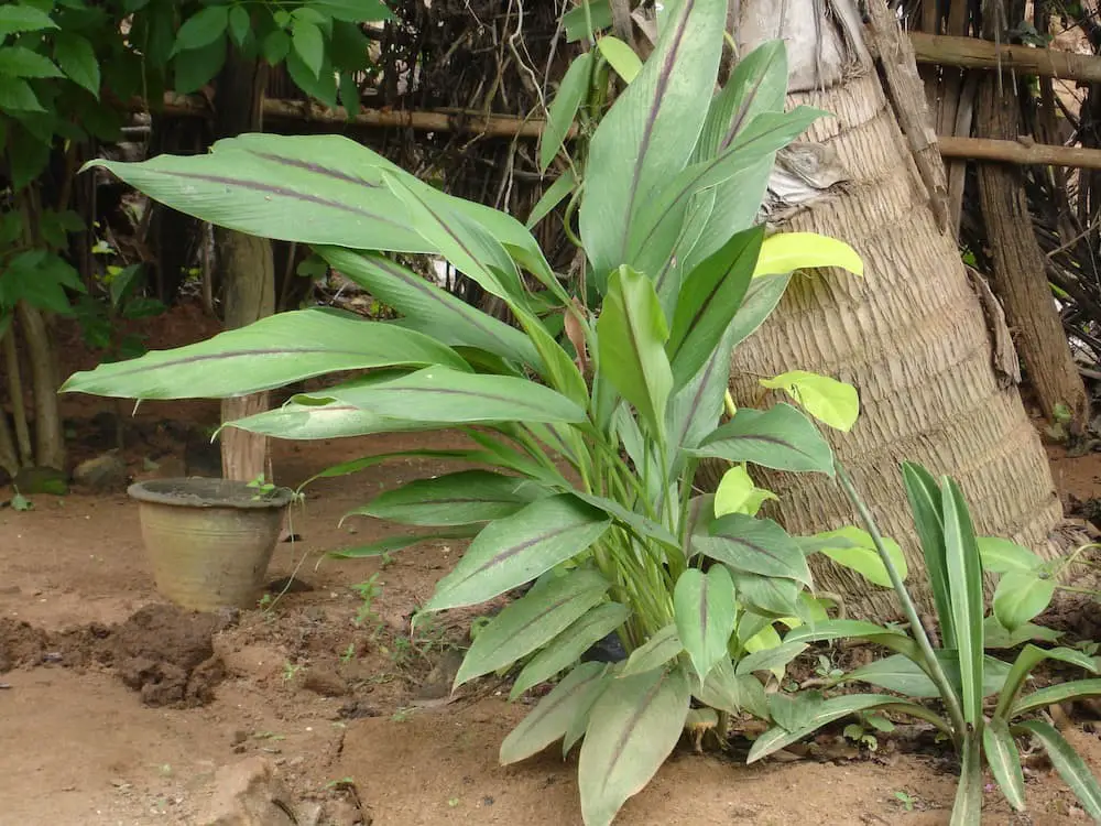 Black turmeric