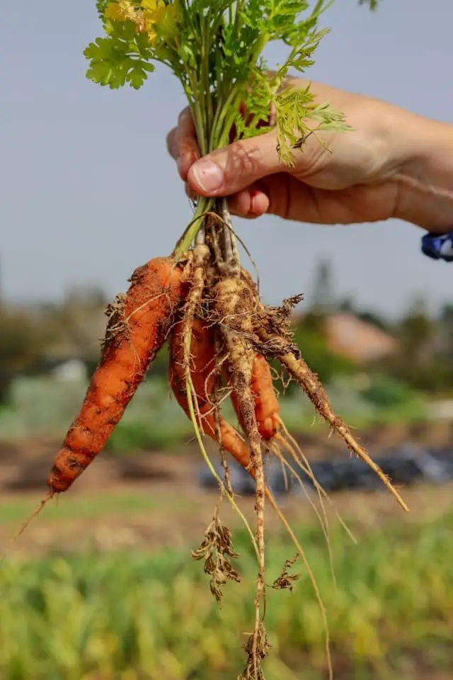 Carrots: The Visionary Snack