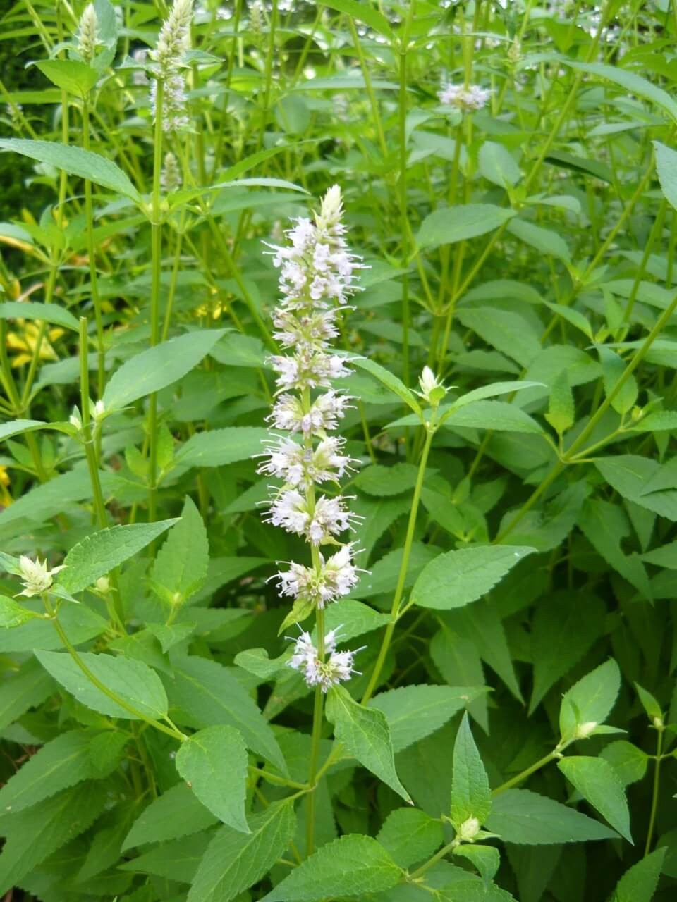 Favorite Agastache Blooms in Almost Any Color