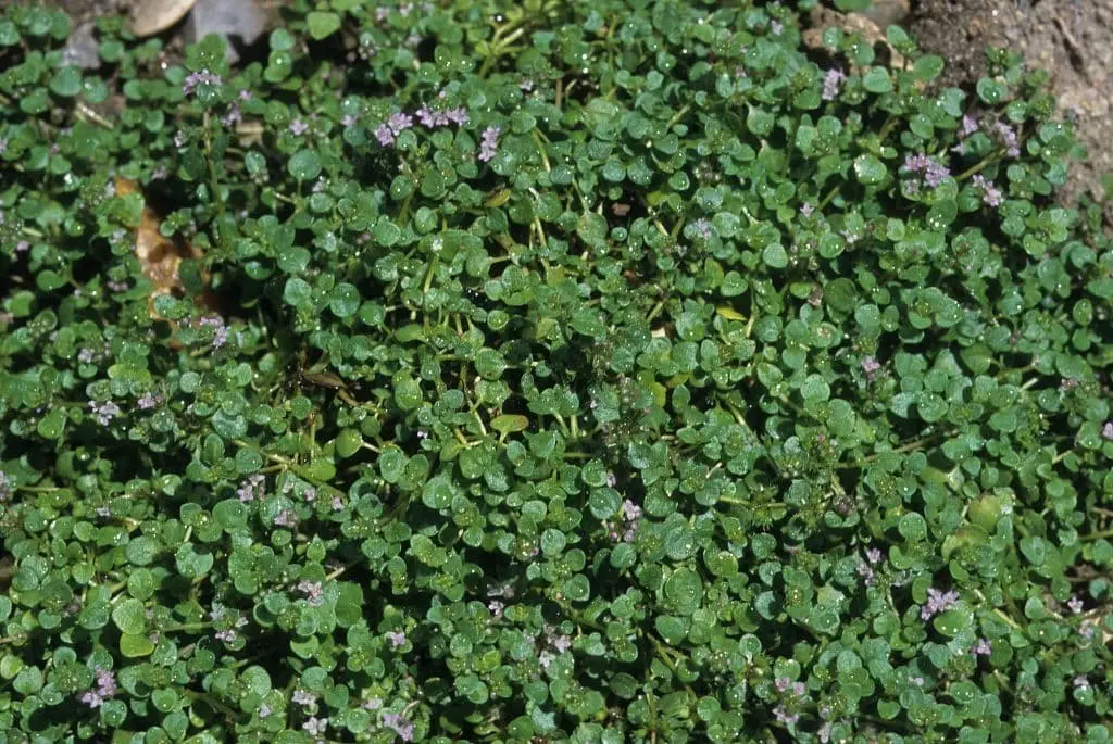 Corsican Mint (Mentha requienii)