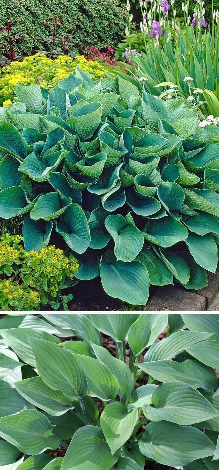 Hosta (Plantain lilies)