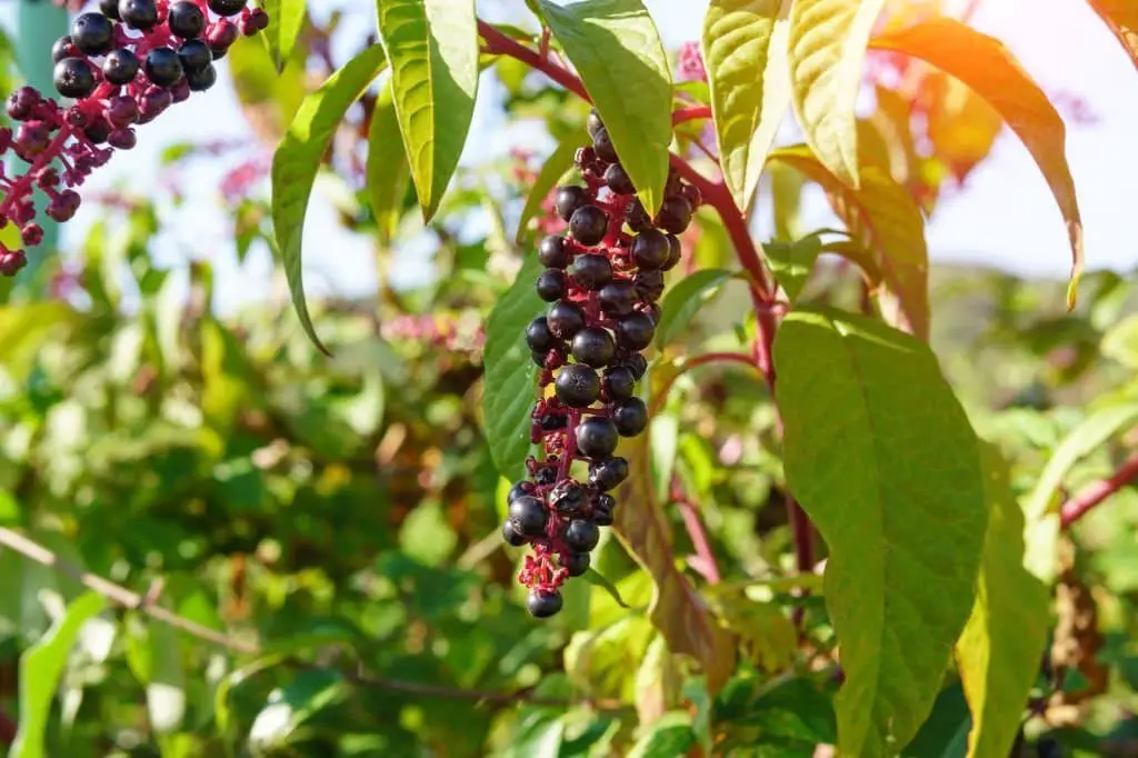 Pokeweed (Phytolacca Americana).