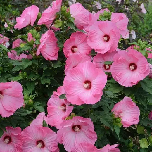 Hibiscus moscheutos ‘Airbrush Effect’