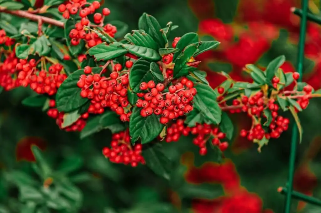 Catberry (Ilex mucronata)