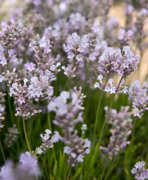 Little Lottie (Lavandula angustifolia ‘Little Lottie‘)