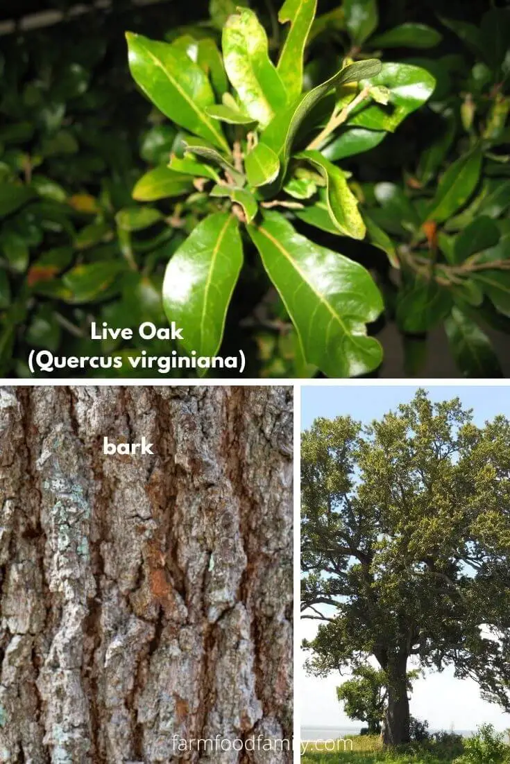 Live Oak (Quercus virginiana)