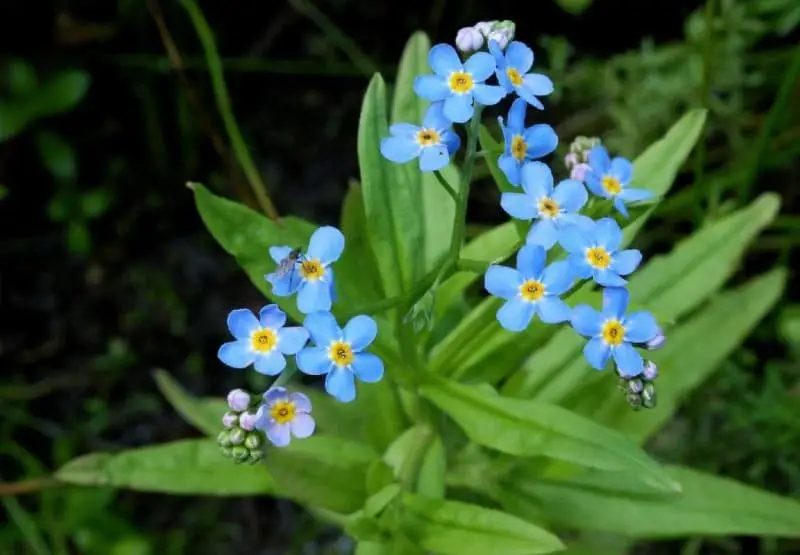 Forget-me-not (Myosotis scorpioides)