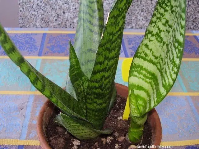 Sansevieria Trifasciata ‘Futura Robusta’