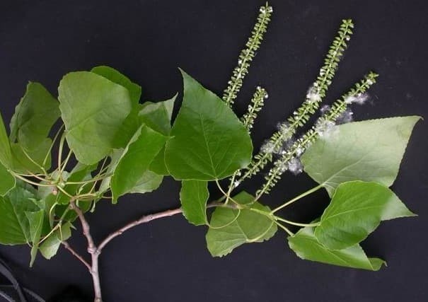 Chinese Aspen (Populus adenopoda).