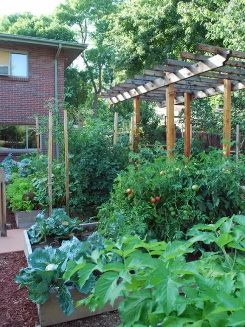 Lettuce in raised beds with hoops