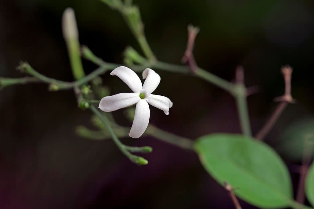 Lemon-Scented Jasmine (Jasminum azoricum)