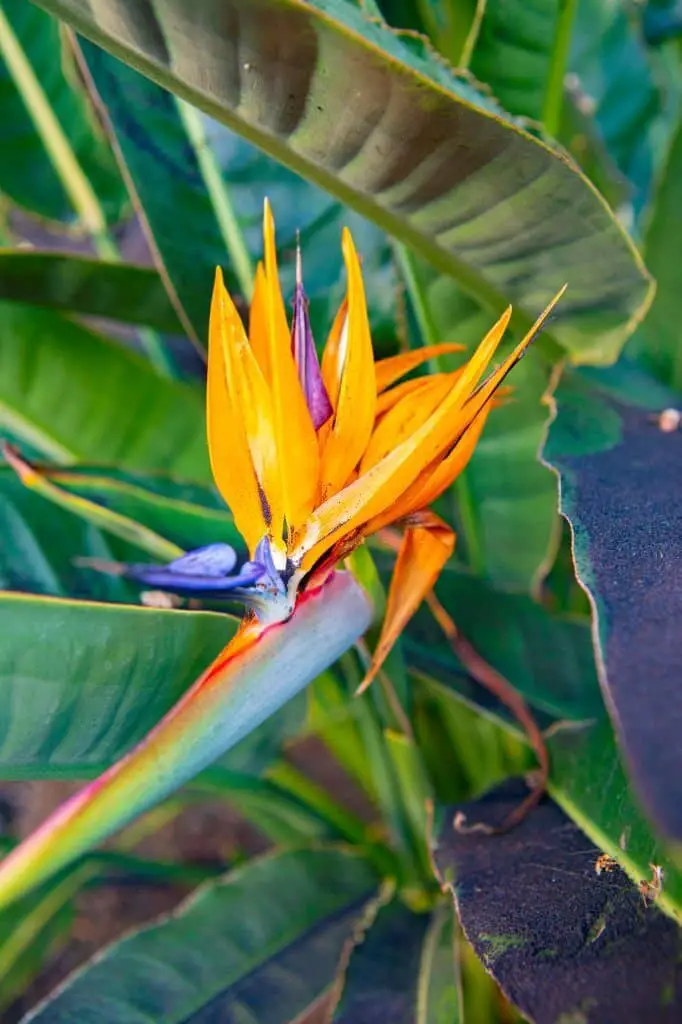 Bird of Paradise.