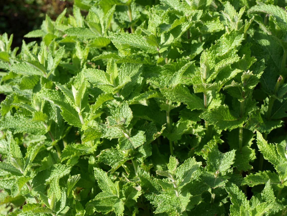 Egyptian Mint (Mentha niliaca)