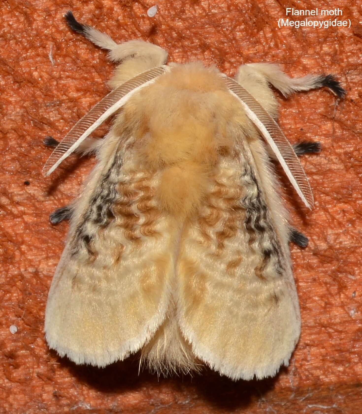 Flannel moth (Megalopygidae)