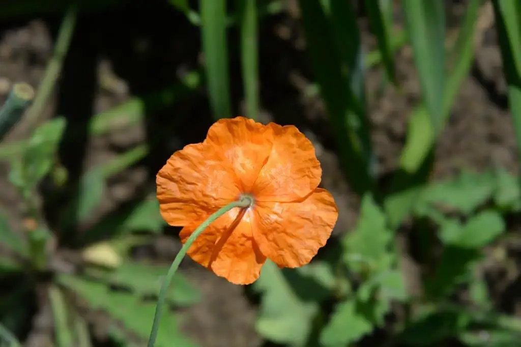 Spanish Poppy (Papaver rupifragum).