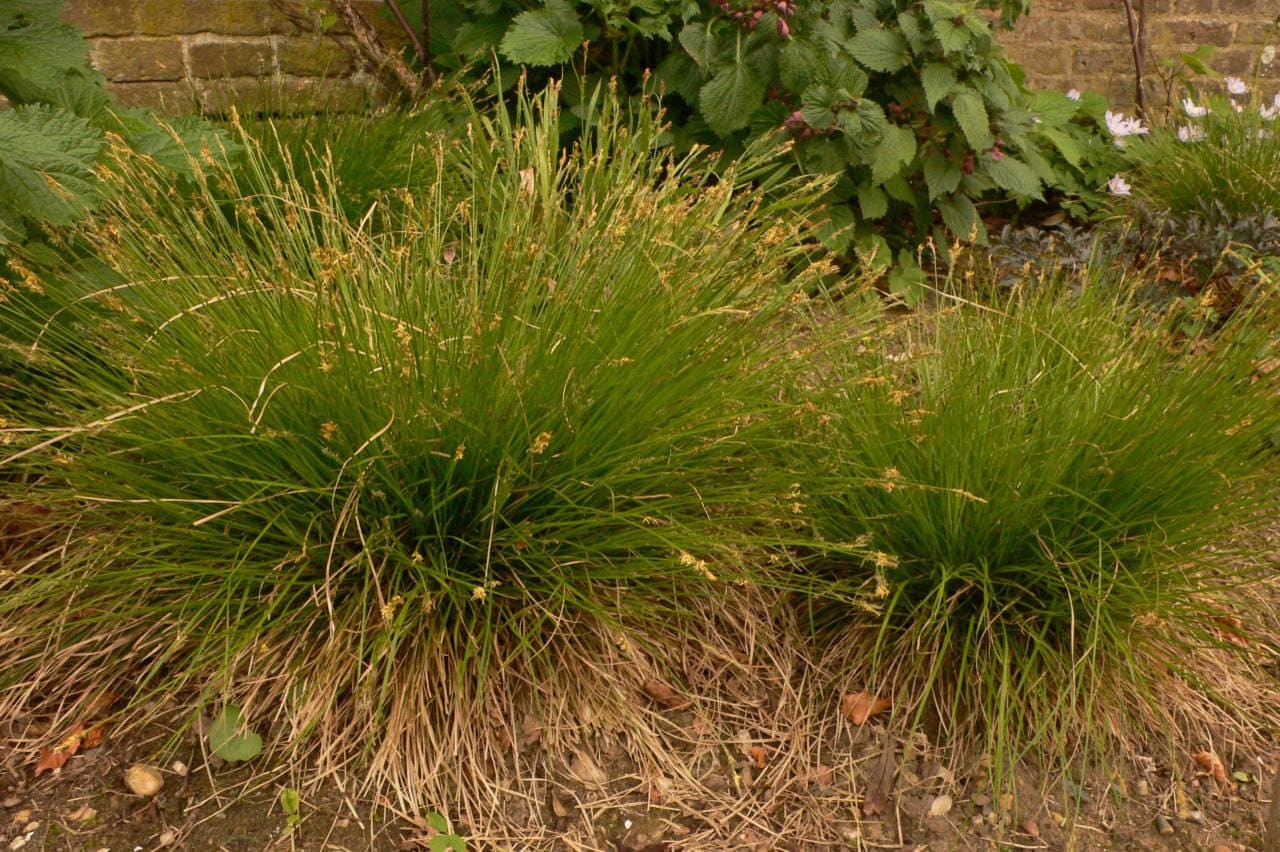 Ornamental Grasses