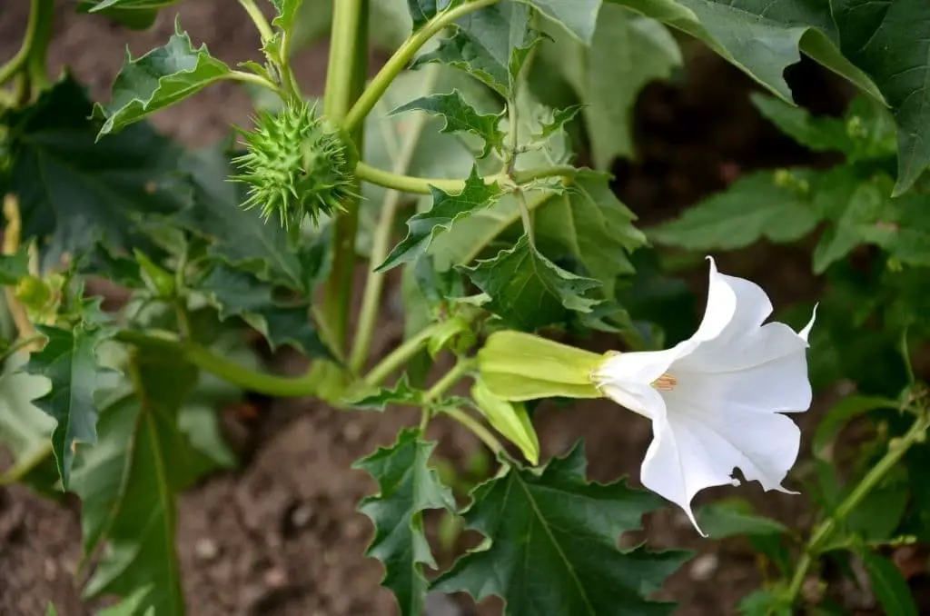 Brugmansia