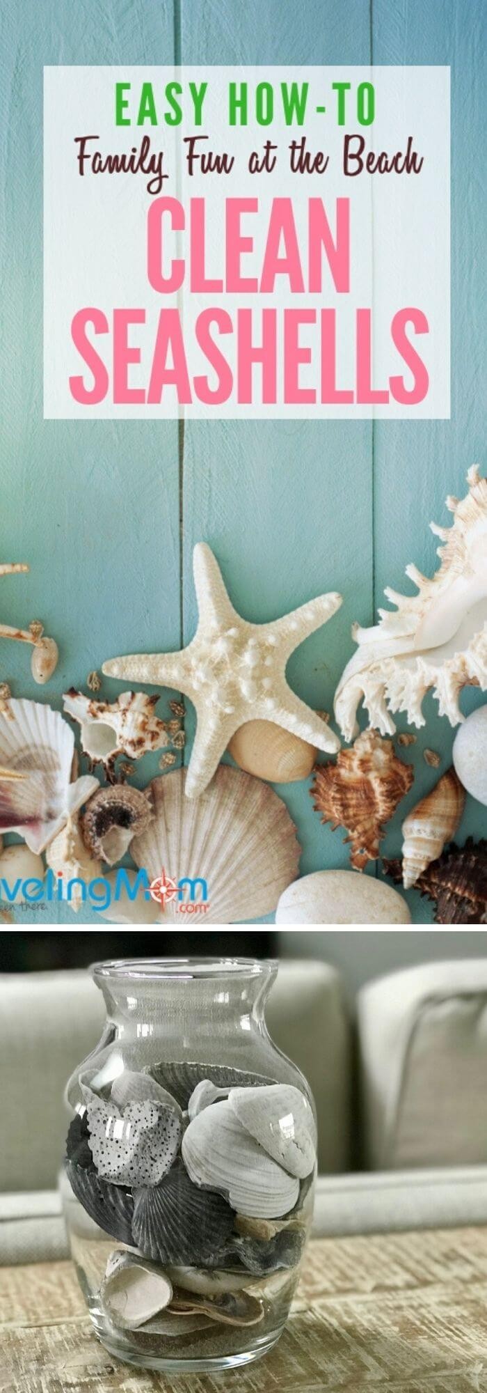 Clean and Preserve Shells to Last a Lifetime