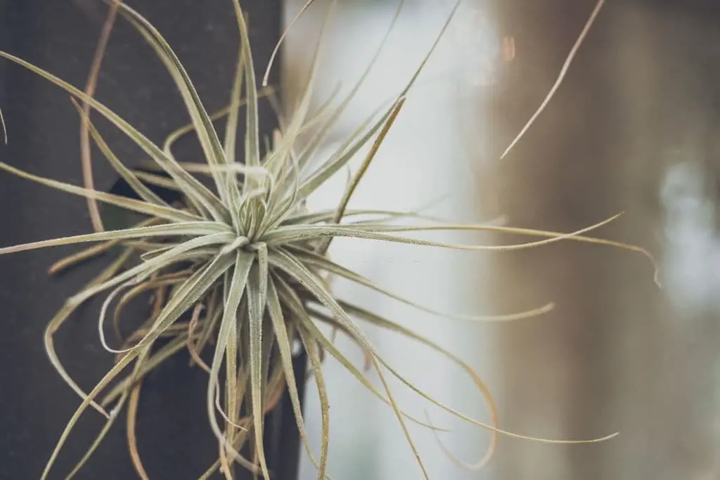 Sky plant (Tillandsia ionantha)