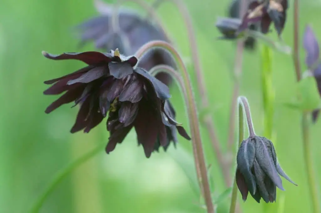 Columbine ‘Black Barlow’.