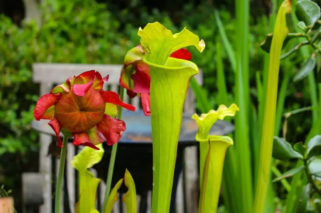 Yellow Pitcher Plant (Sarracenia flava).