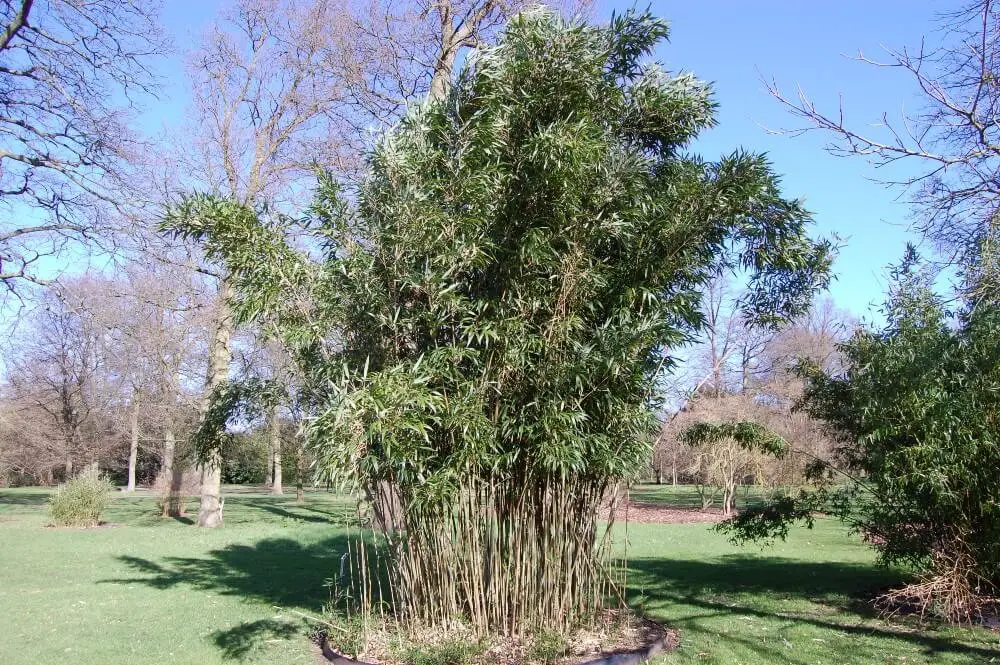 Chinese Mountain Bamboo (Bashania fargesii)