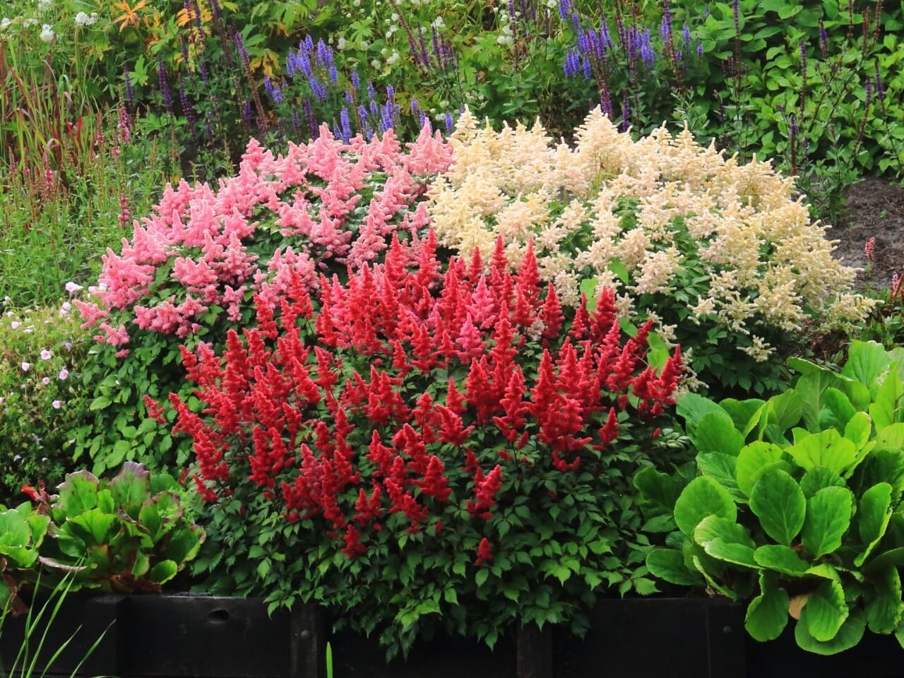 Pictures of Astilbe Plants